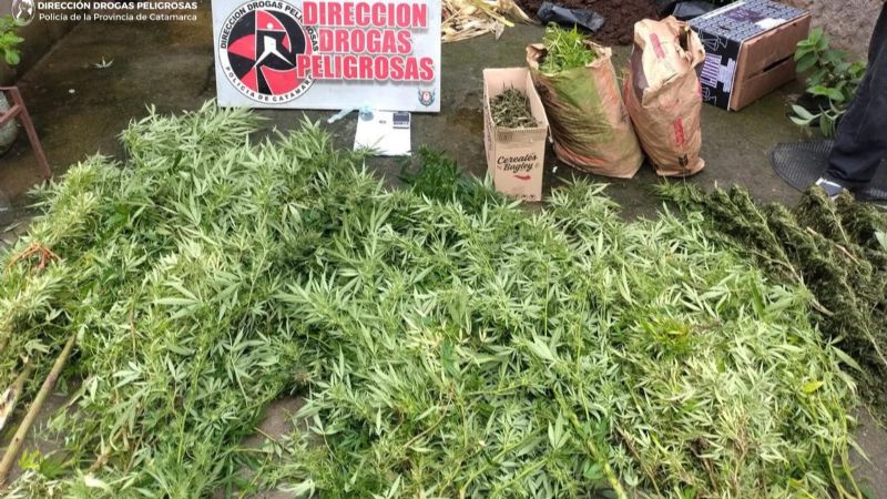 Golpe al narcomenudeo: dos detenidos y secuestro de plantas, semillas y droga