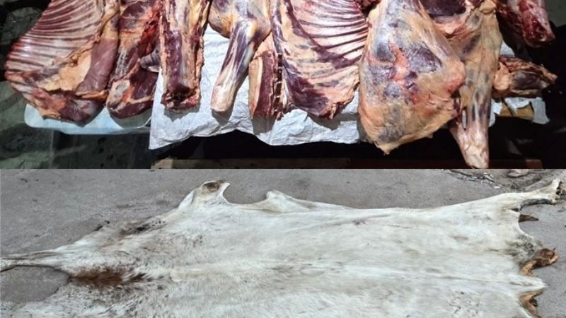 Descubren faena ilegal, secuestran carne y detienen a un sospechoso
