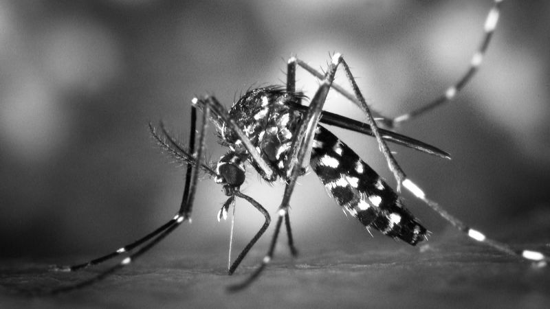 Tucumán confirmó el primer caso de fiebre chikungunya y analizan dos sospechas más