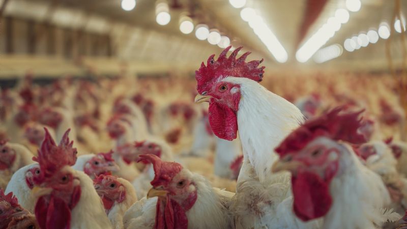 Crece la preocupación en el sector avícola por el riesgo sanitario y productivo