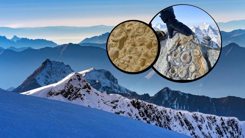 El Everest alguna vez estuvo bajo el océano y los fósiles lo demuestran