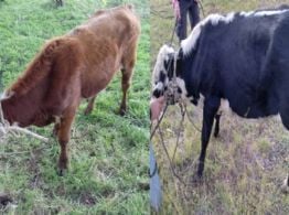 Secuestraron animales vacunos con marcas irregulares en un control policial