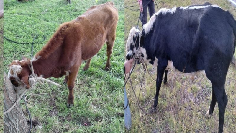 Secuestraron animales vacunos con marcas irregulares en un control policial
