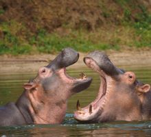 Colombia autoriza la eutanasia de hipopótamos de Pablo Escobar para frenar una crisis ambiental