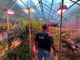Descubren un gigantesco invernadero de plantas de cannabis en un barrio privado