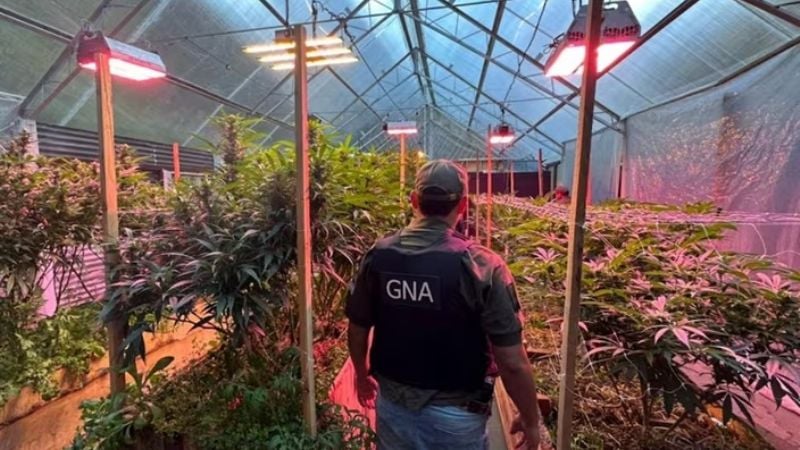 Descubren un gigantesco invernadero de plantas de cannabis en un barrio privado