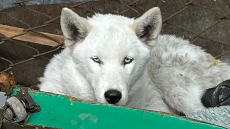 Hallan un lobo blanco atado en la casa de una dealer
