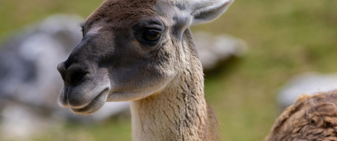 Polémica por la carne de Guanaco: ya se vende en Argentina y desata debate por su consumo
