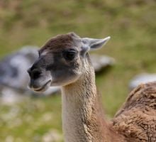 Polémica por la carne de Guanaco: ya se vende en Argentina y desata debate por su consumo