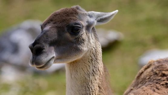 Polémica por la carne de Guanaco: ya se vende en Argentina y desata debate por su consumo
