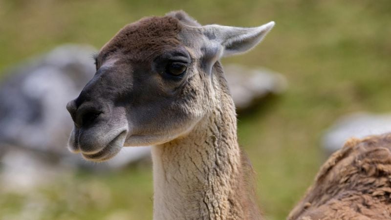 Polémica por la carne de Guanaco: ya se vende en Argentina y desata debate por su consumo