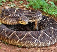 Capturan una víbora cascabel en una vivienda del sur de la Capital