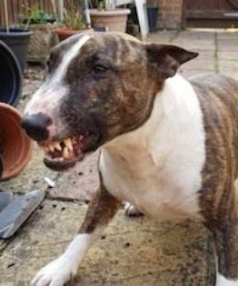 Murió por una mordida cuando intentó intervenir en una pelea entre sus tres perros