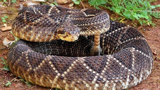Capturan una víbora cascabel en una vivienda del sur de la Capital