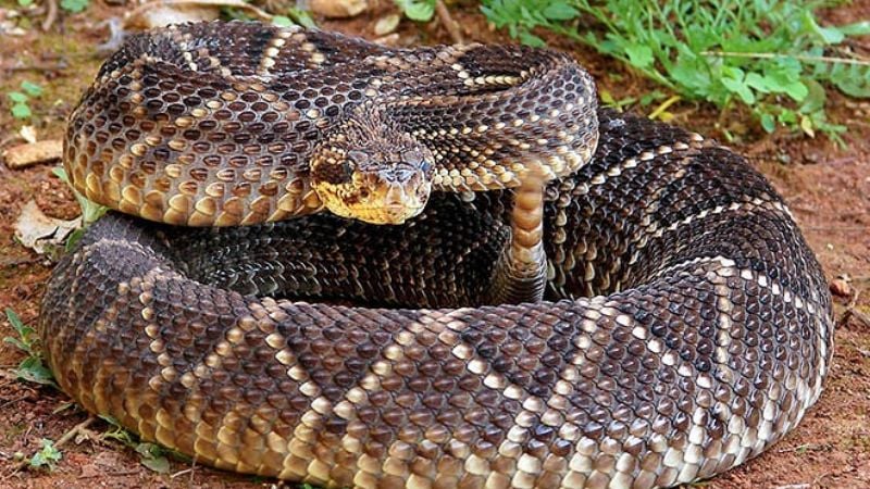 Capturan una víbora cascabel en una vivienda del sur de la Capital