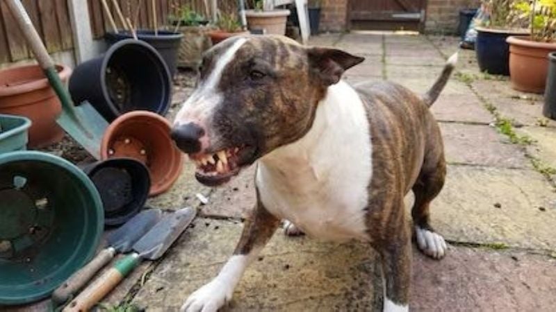 Murió por una mordida cuando intentó intervenir en una pelea entre sus tres perros