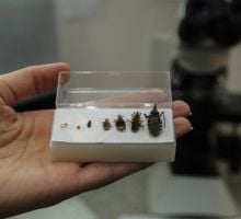 Chagas: alertan sobre una enfermedad silenciosa que aún golpea en zonas endémicas