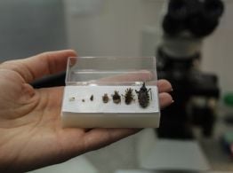 Chagas: alertan sobre una enfermedad silenciosa que aún golpea en zonas endémicas