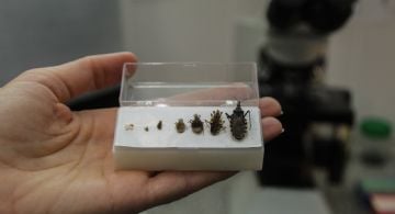 Chagas: alertan sobre una enfermedad silenciosa que aún golpea en zonas endémicas