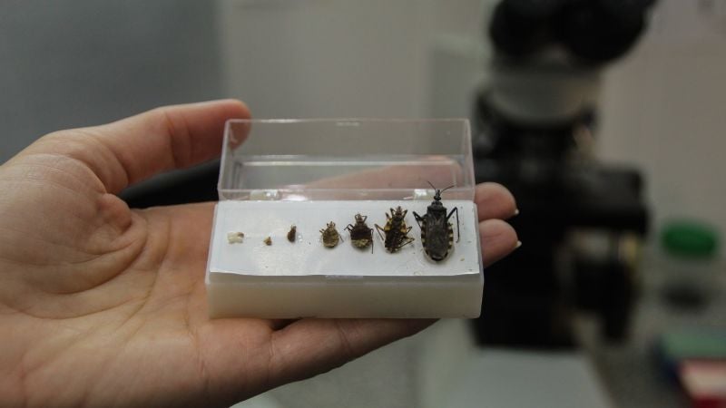 Chagas: alertan sobre una enfermedad silenciosa que aún golpea en zonas endémicas