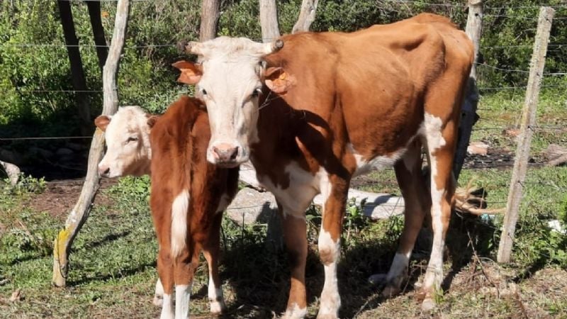 Recuperaron dos animales robados