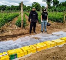 Alquilaban fincas, simulaban cultivar verduras, pero acopiaban cocaína