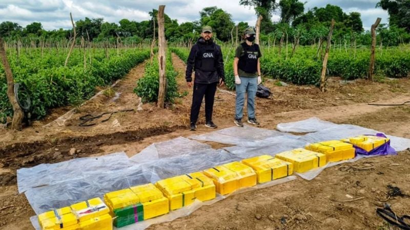 Alquilaban fincas, simulaban cultivar verduras, pero acopiaban cocaína