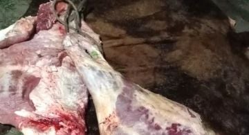 Encontraron carne faenada clandestinamente junto a las vías del tren