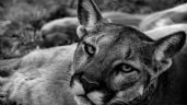 Imputaron a un hombre por matar brutalmente a un puma en Ambato