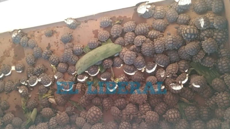 Buscaban objetos robados y hallaron más de 200 tortugas en cautiverio