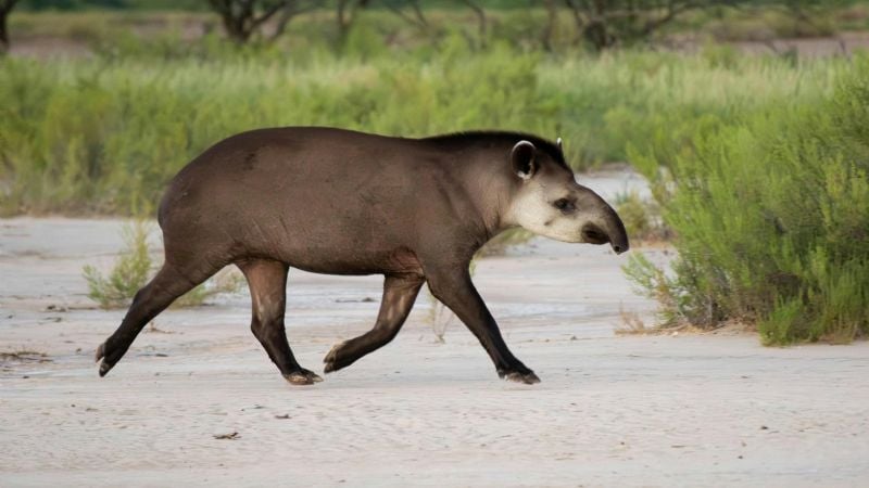 En el Día del Animal: el gigante oculto del norte argentino que pocos conocen