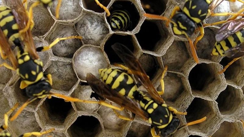 Un hombre murió tras el ataque de avispas "chaquetas amarillas"