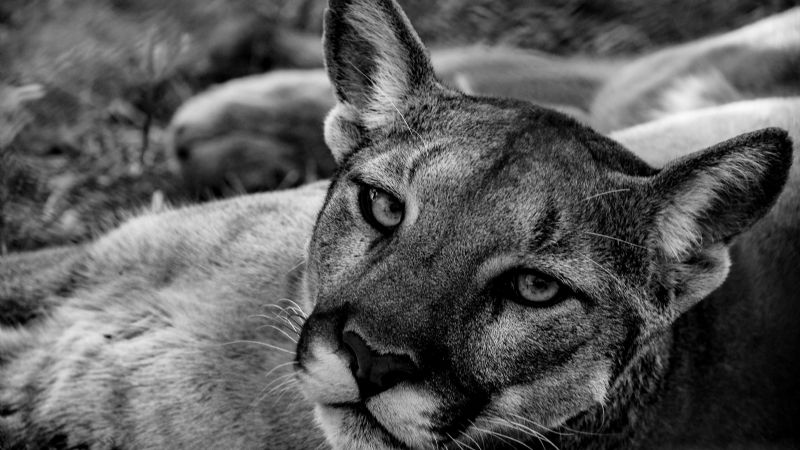 Imputaron a un hombre por matar brutalmente a un puma en Ambato