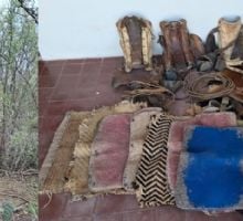 Dos detenidos por abigeato