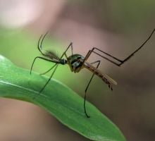 Murió un hombre por chikungunya en Salta y crece el brote con más de 500 casos