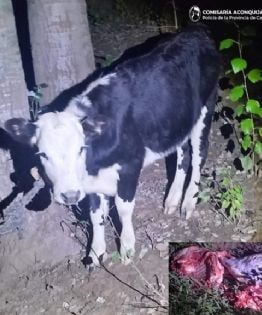 Lo sorprendieron faenando un animal y escapó por los campos