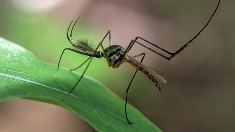 Murió un hombre por chikungunya en Salta y crece el brote con más de 500 casos