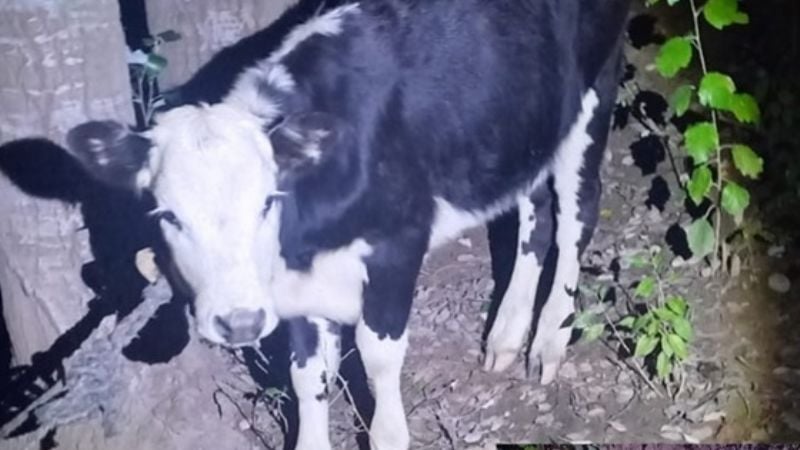 Lo sorprendieron faenando un animal y escapó por los campos