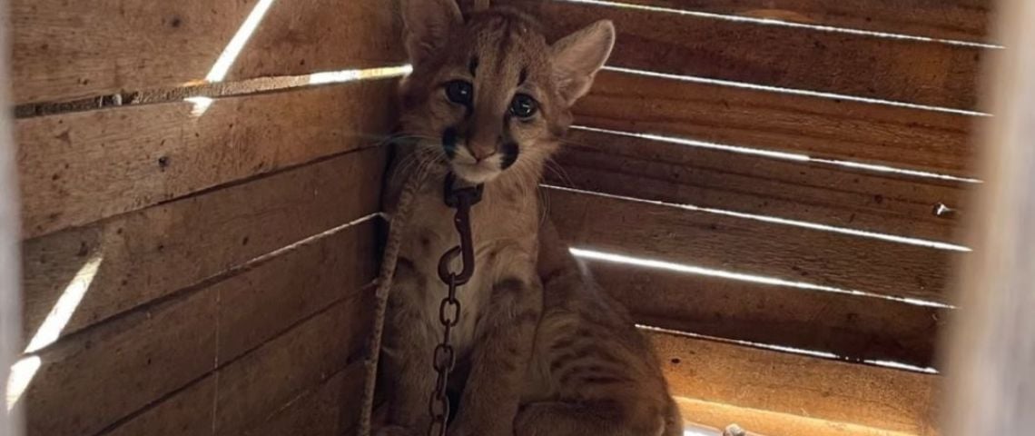 Horror en Catamarca: Un cachorro de puma vive encadenado