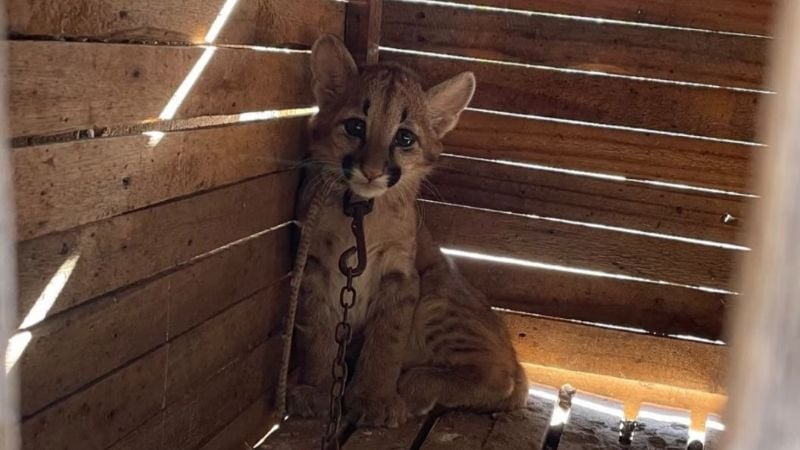 Horror en Catamarca: Un cachorro de puma vive encadenado