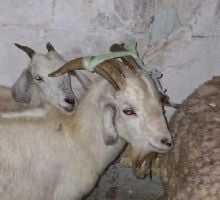 Rescatan más de 40 animales en un templo umbanda y apuntan a un posible sacrificio ritual