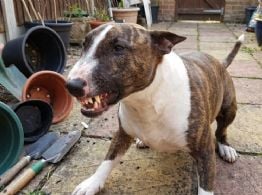 Una nena de 4 años murió tras ser atacada brutalmente por un perro