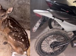 Secuestraron motos, arrestaron sospechosos y hallaron un animal silvestre
