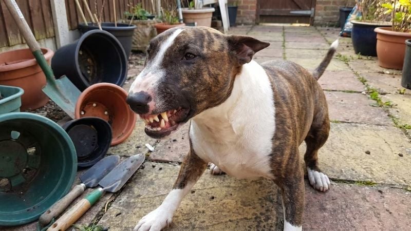 Una nena de 4 años murió tras ser atacada brutalmente por un perro