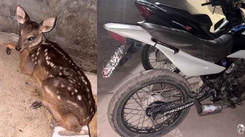 Secuestraron motos, arrestaron sospechosos y hallaron un animal silvestre
