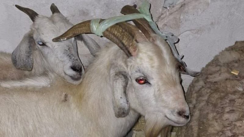 Rescatan más de 40 animales en un templo umbanda y apuntan a un posible sacrificio ritual