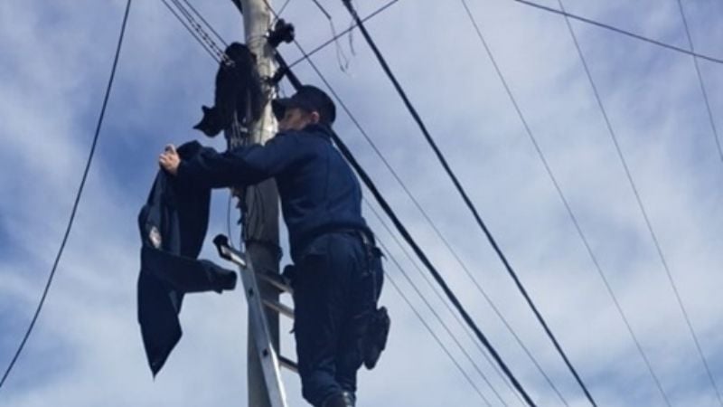 Rescataron a un gatito que se subió a un poste de luz