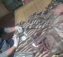 Un perro salvó a su dueño de morir durante el feroz ataque de un jabalí de 200 kilos