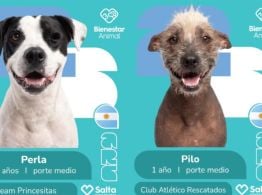 Con figuritas mundialistas, buscan que perros rescatados encuentren una familia