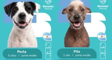 Con figuritas mundialistas, buscan que perros rescatados encuentren una familia